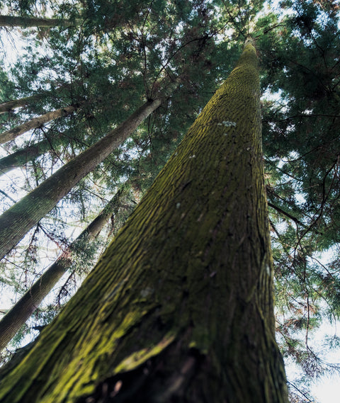 What is Sugi? The Complete Guide to Japanese Cedar Wood
